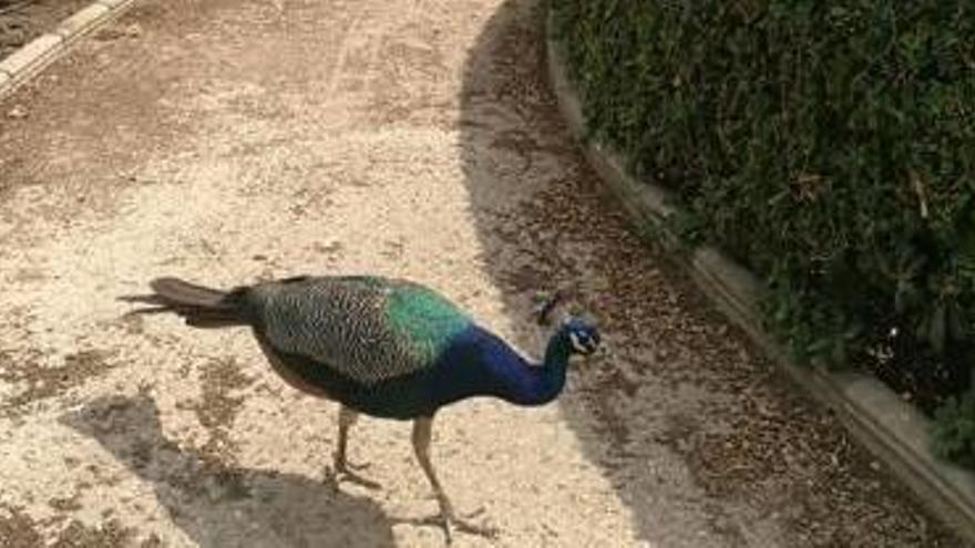 Una visitante fotografía a una de las aves.