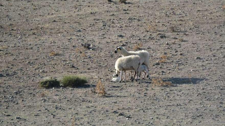 Dos ovejas cuidan de sus crías en un campo reseco de Fariza.