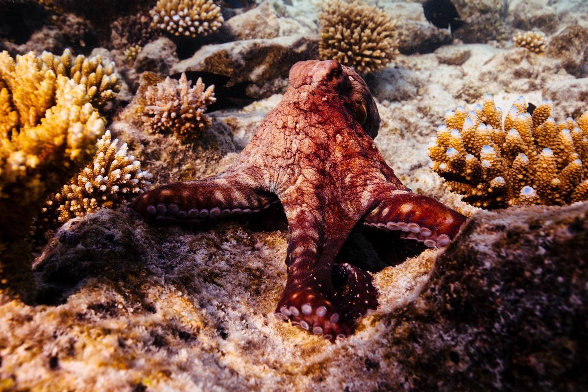 Imagen de un pulpo en el medio natural