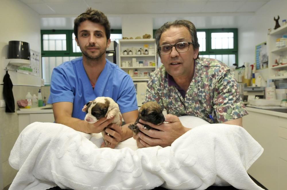 Los dos cachorros supervivientes de Lena