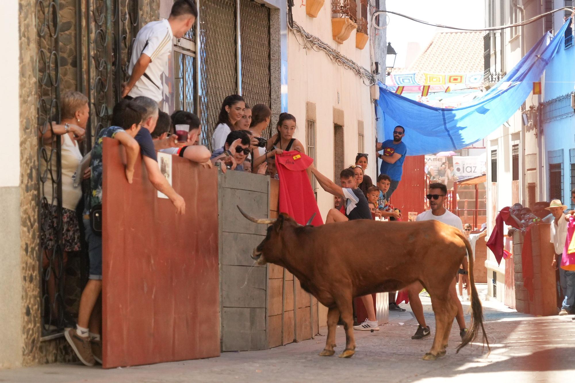 Las vaquillas de El Viso vuelven a correr las calles del pueblo