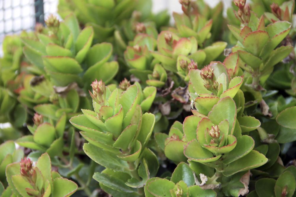 Kalanchoe florit a l’hivern.