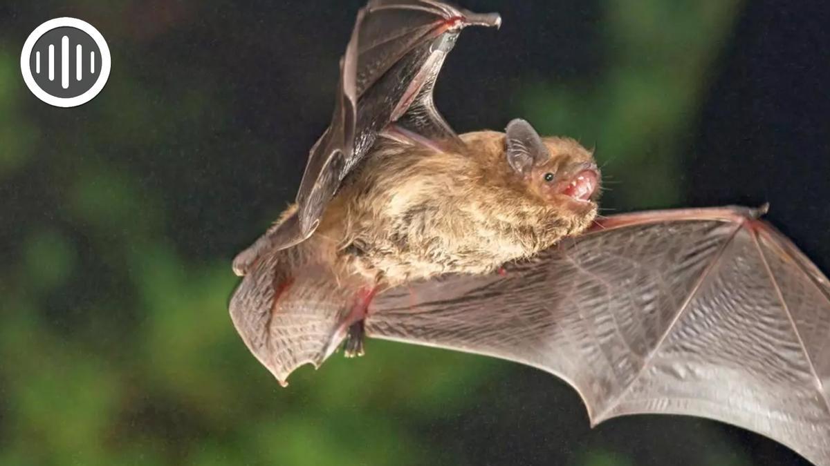 El murciélago valenciano