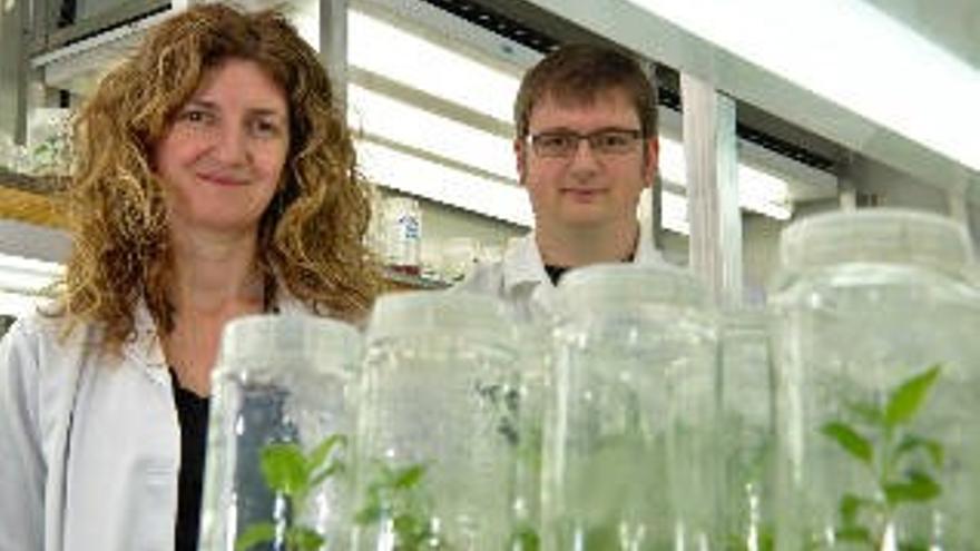 Investigadores de la Universidad de Oviedo y el Serida descubren  cómo crear bosques resistentes al cambio climático