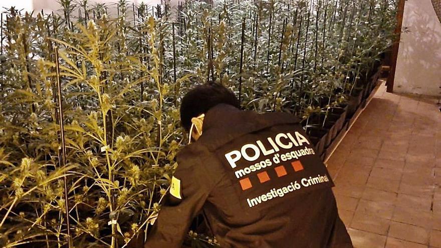 Una plantació de marihuana trobada en un dels recents operatius dels Mossos a la Catalunya Central
