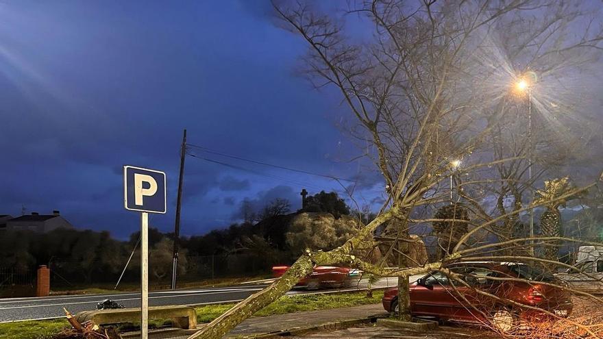Más de 40 árboles caídos y daños en edificios tras el paso de la borrasca 'Kristin': Malpartida de Cáceres solicita la declaración de zona catastrófica