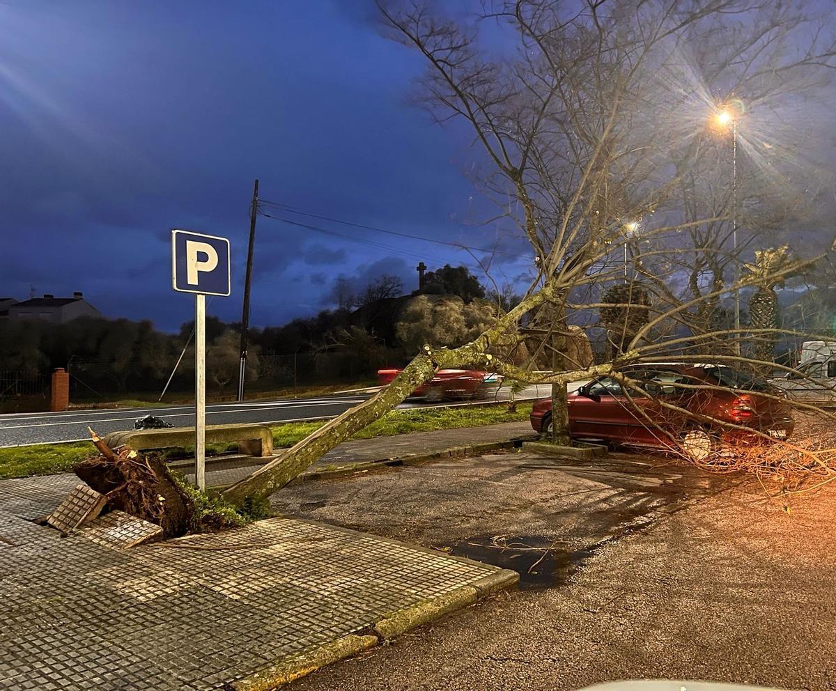 Árbol derrumbado por la borrsca 'Kristin' en Garrovillas de Alconétar.