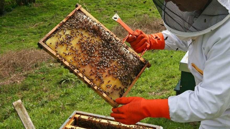 Un apicultor estradense, en una de las colmenas de su apiario. // Bernabé/Cris M.V.