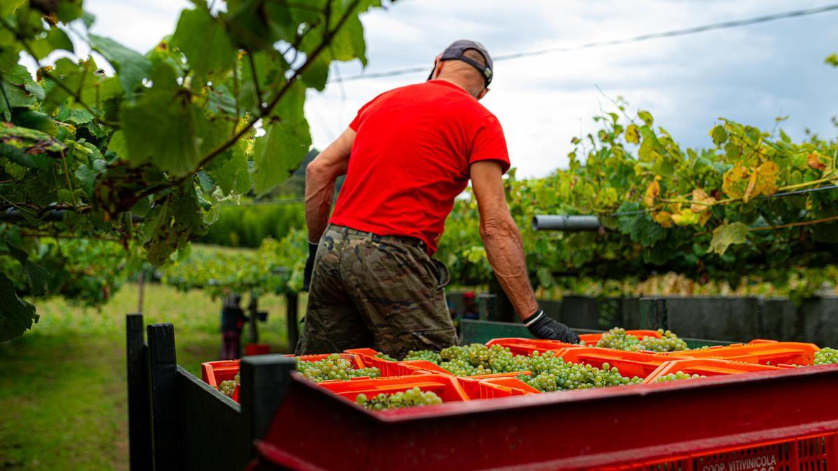 Una persona llena un remolque con cajas de uva