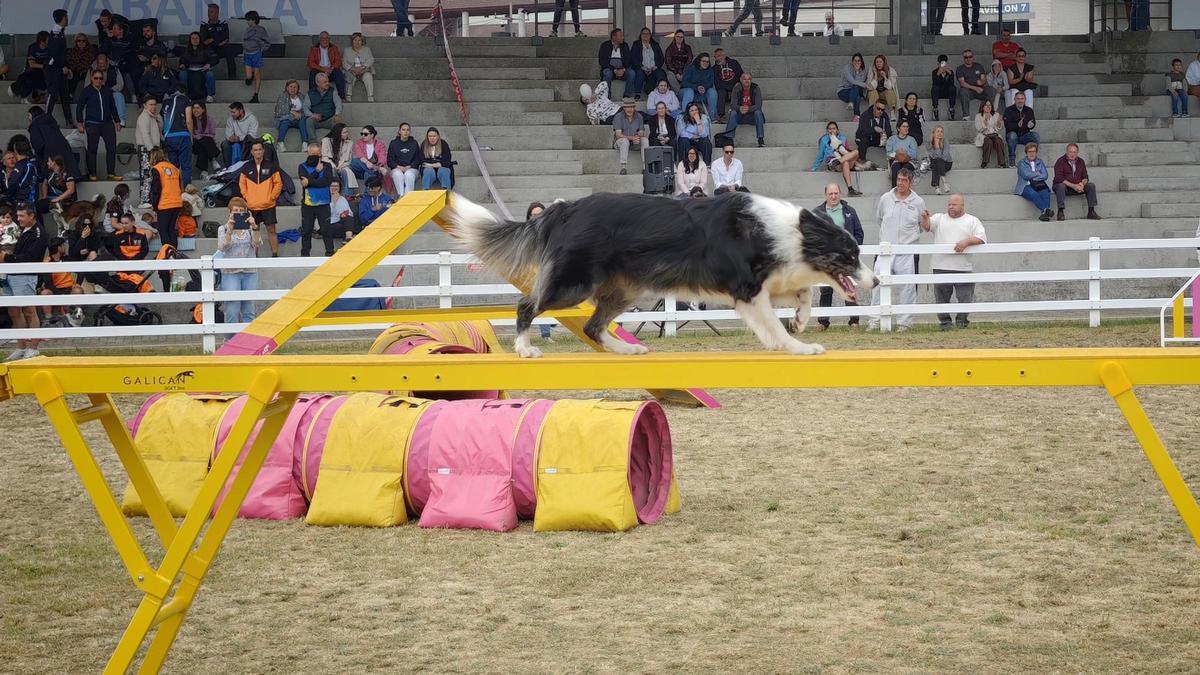 Uno de los perros participantes en las pruebas de agility.