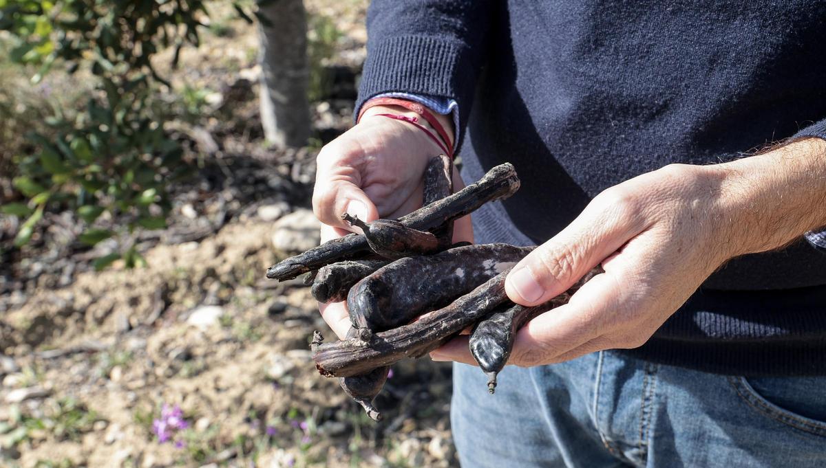 Las algarrobas cuentan con múltiples propiedades, lo que ha aumentado la demanda.
