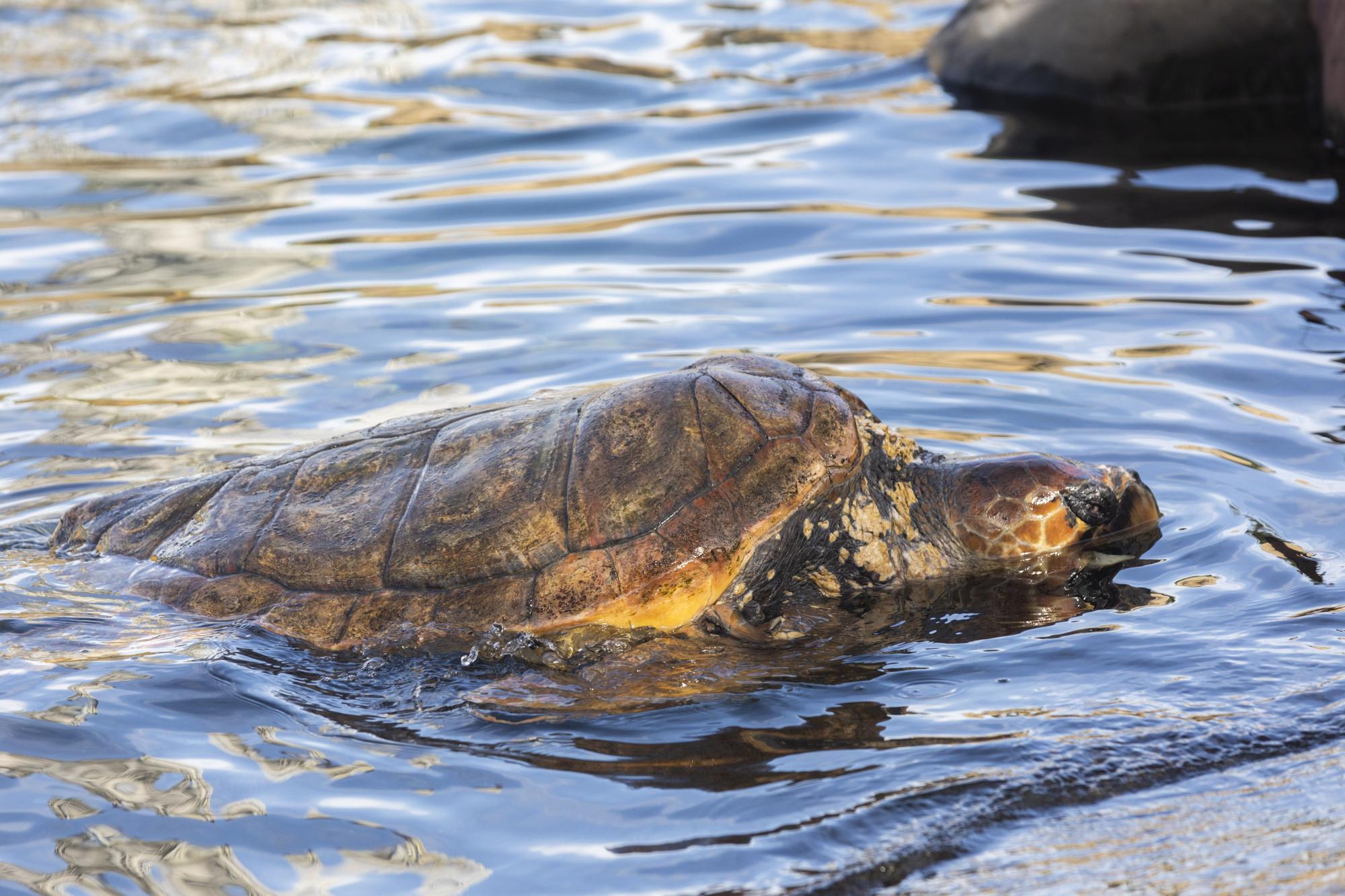 El Oceanogràfic presenta su campaña 'Tortugas 2022'