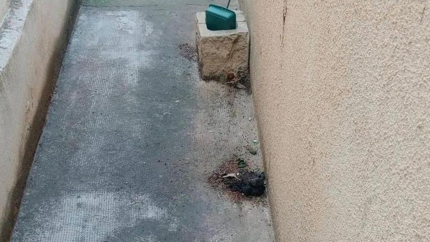 Un excremento en el cementerio de Alagón.