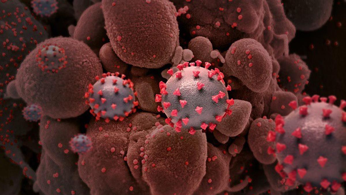 Representación creativa de las partículas del virus del SARS-CoV-2, causante de la COVID-19.