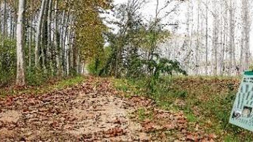 Imatge de l&#039;antic camí reconvertit en via verda a la zona del pont romà que travessa la riera de Vallcanera.