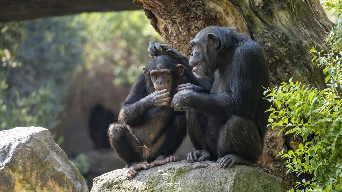 Coco, el chimpancé de cuatro años nacido en Bioparc Valencia.