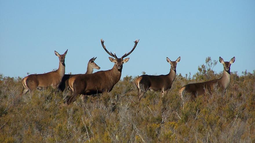 Nueva subasta de permisos de caza en la Sierra de la Culebra