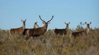 Nueva subasta de permisos de caza en la Sierra de la Culebra