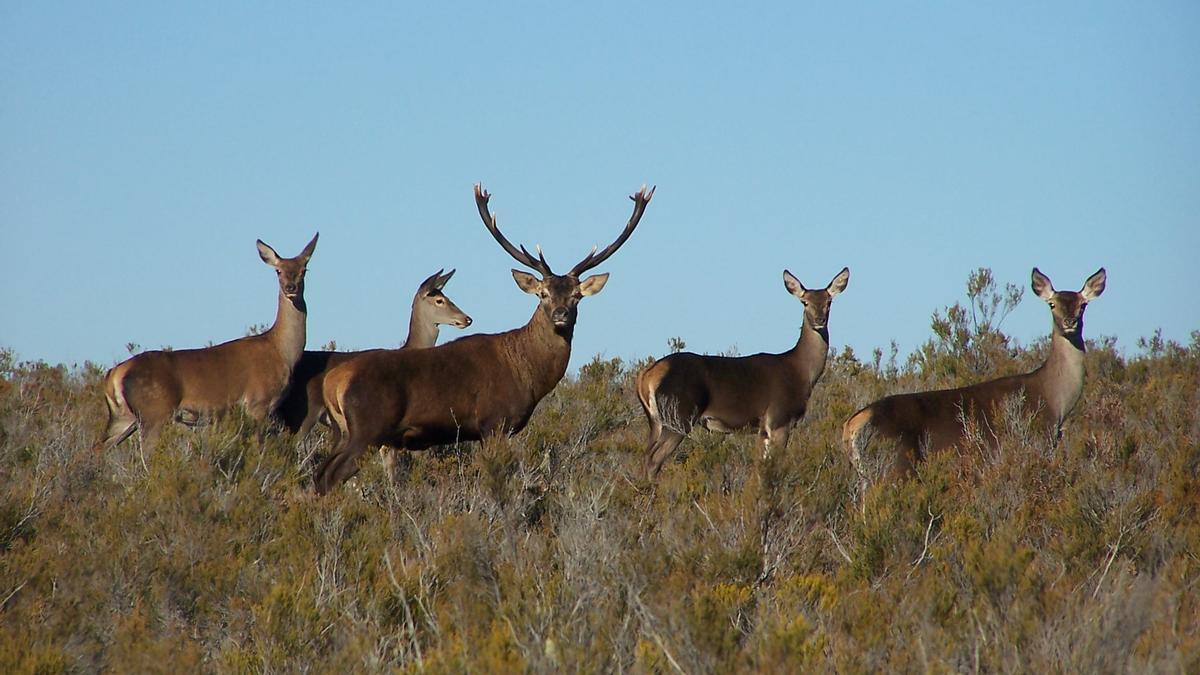Ciervos en la Sierra de la Culebra para la que se subastarán permisos de caza
