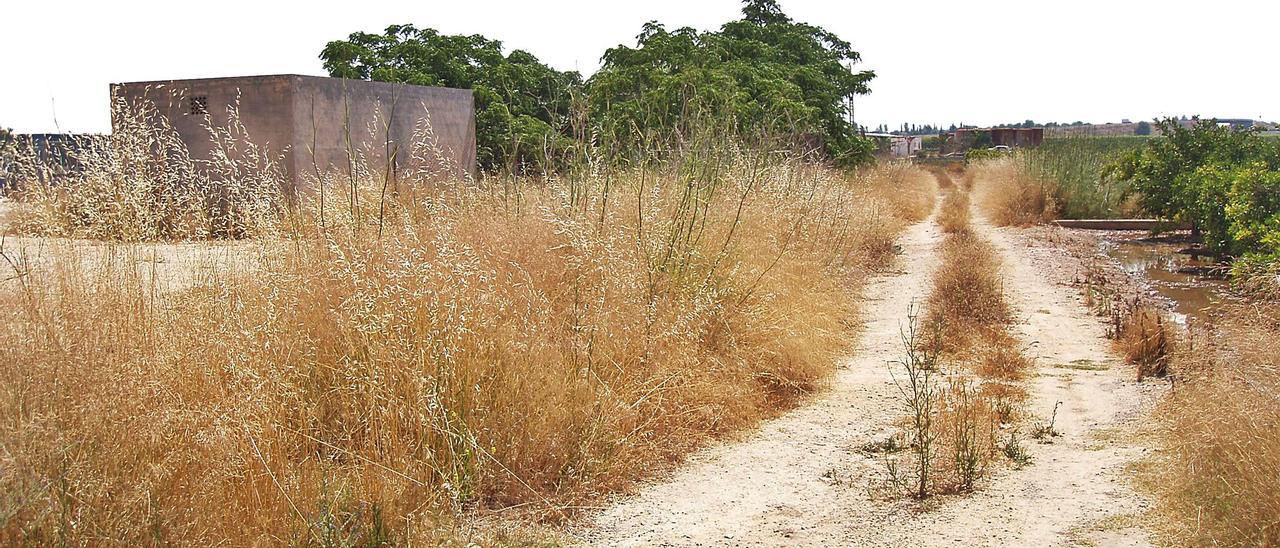 Un SOS por la supervivencia de moluscos de agua dulce