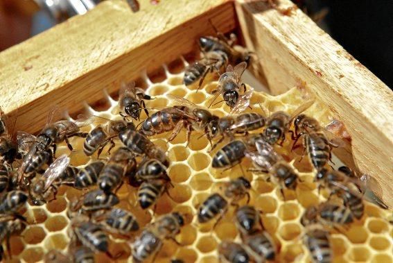 Pau Ixent Queralt und Biel Coll sind die einzigen Züchter von Bienenköniginnen auf der Insel. Ein Besuch auf den Wiesen von Son Berga bei Alaró