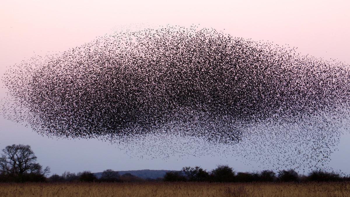 Bandada de aves en vuelo.