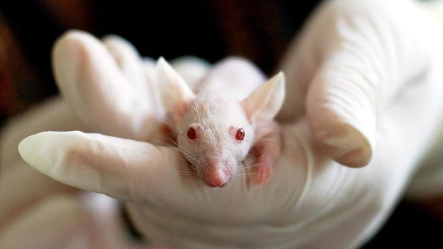 Galicia utilizó 259.000 animales vivos en experimentos entre 2014 y 2017