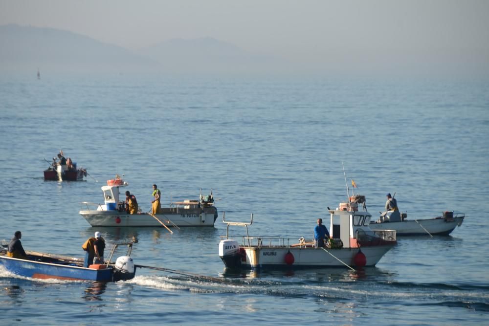 Rodeira salva el primer día del marisqueo a flote