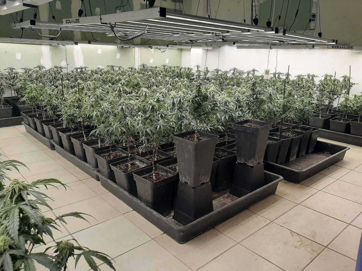 Plantació desmantellada a Masquefa