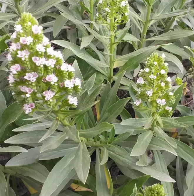 Otro tajinaste para David Bramwell: ‘Echium x davidii’
