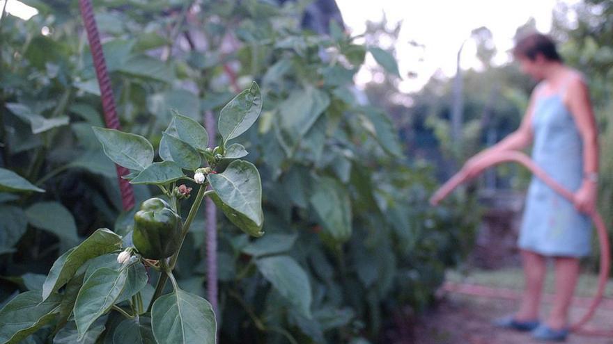 La demanda supera la escasa oferta del pimiento de Arnoia