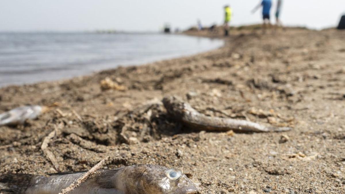 Peces muertos en el Mar Menor en agosto de 2021.