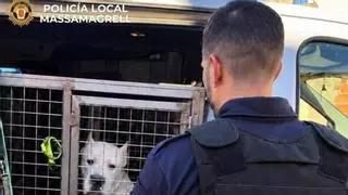 Rescatan a un perro en "grave estado de abandono" en una casa de Massamagrell