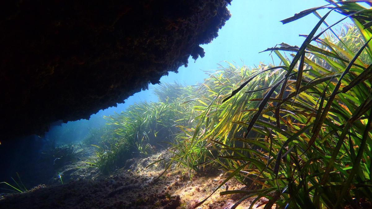 El profesor Pablo Sánchez Jerez, de la Universidad de Alicante, participa como autor en la tercera edición del World Ocean Assessment de Naciones Unidas.