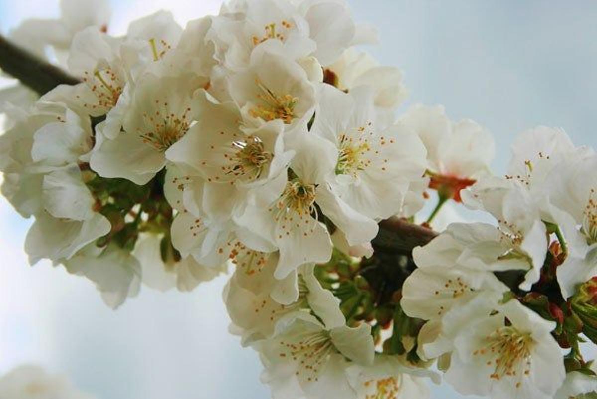 Flor de cerezo