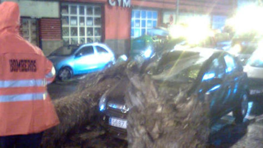 Los bomberos se trasladaron hasta el lugar de los hechos para retirar la palmera derribada.