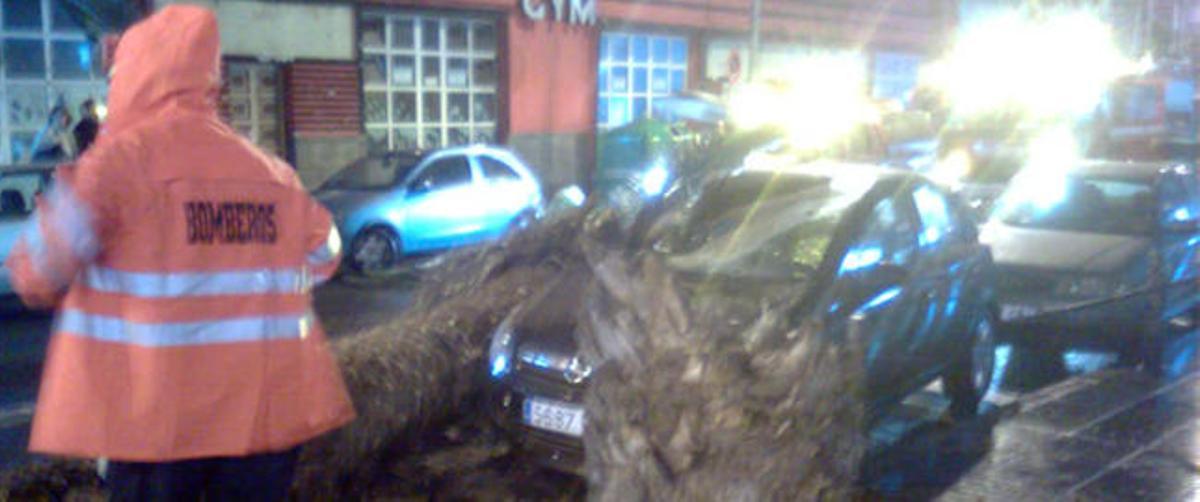 Los bomberos se trasladaron hasta el lugar de los hechos para retirar la palmera derribada.