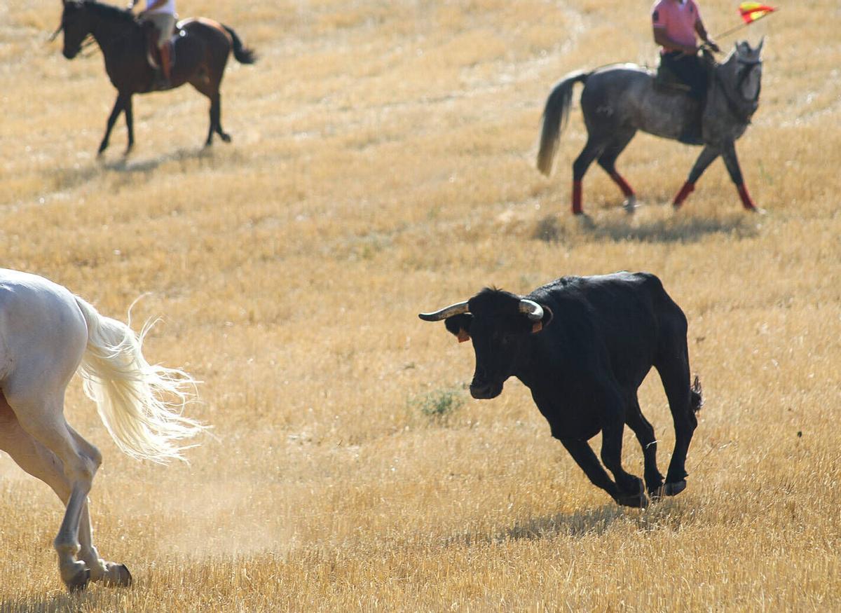 Zamora. Encierro campero en Jambrina Zamora. Encierro campero en Jambrina