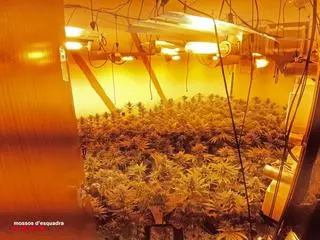 Seis detenidos y cuatro cultivos 'indoor' de marihuana desmantelados en el barrio de Sant Roc de Badalona