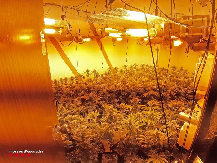 Una plantación de marihuana en el interior de un domicilio del barrio de Sant Roc de Badalona.