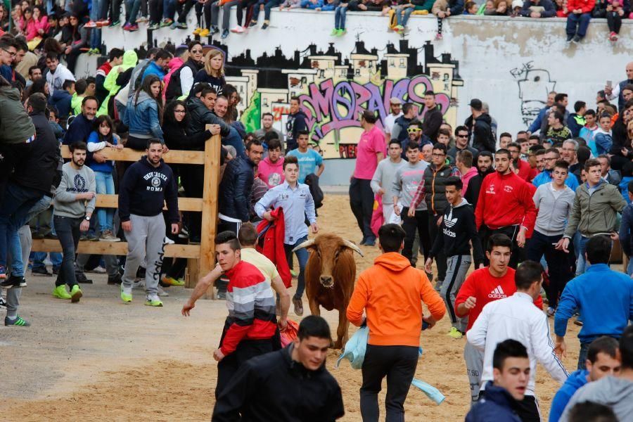 Encierros en Morales del Vino