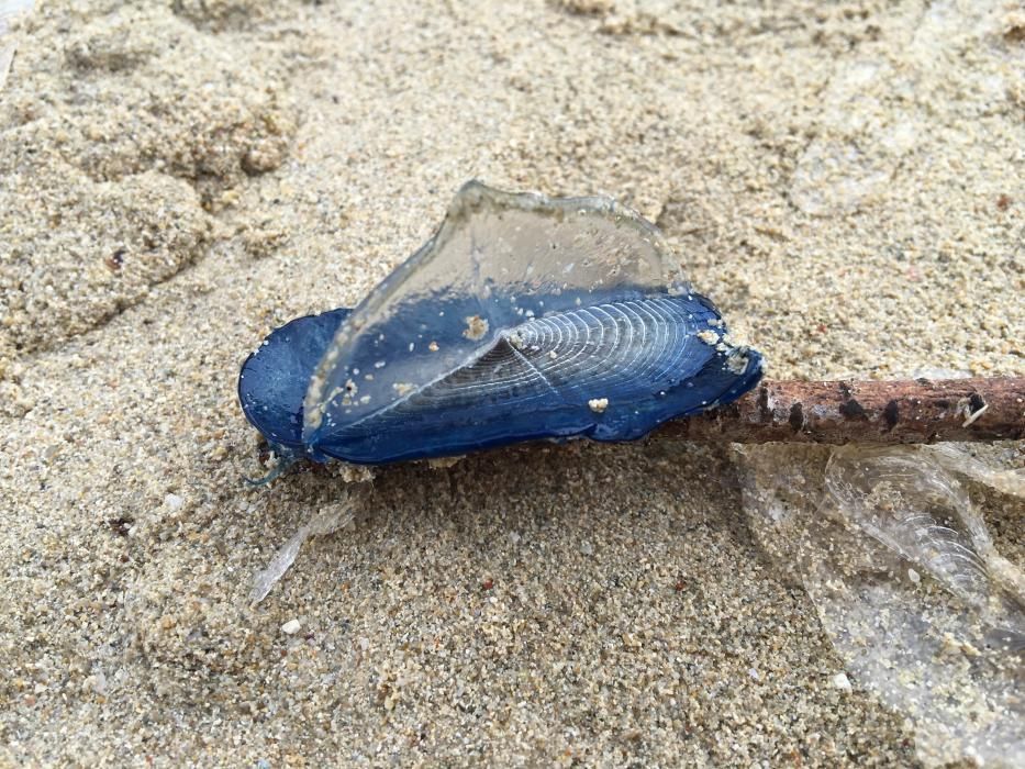 Segelquallen in der Bucht Cala Egos