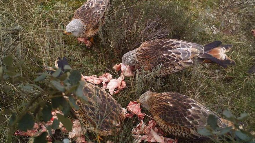 Un grupo de milanos aprovecha los despojos de carne retirados en el campo.