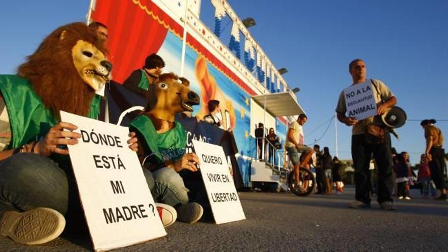 La supresión del veto a los animales en los circos frena la ordenanza en Alicante