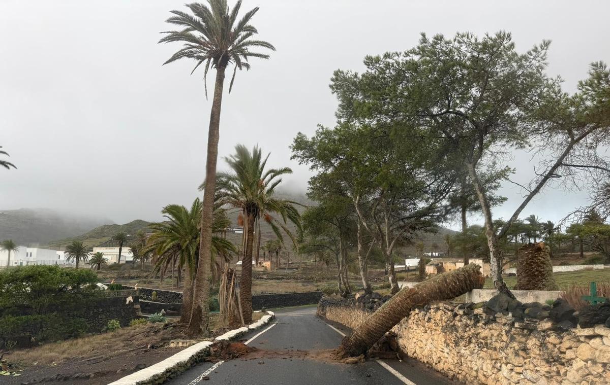 Caída de árbol en Haría por la borrasca Emilia, este sábado, 13 de diciembre de 2025