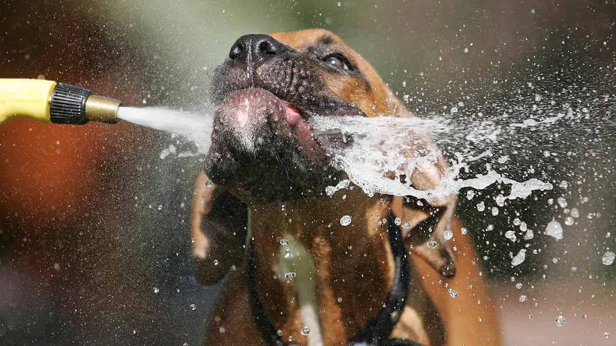 Perro tomando agua