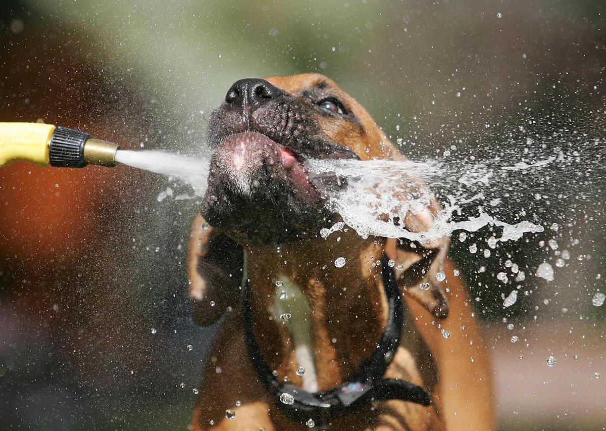 La Policia Nacional revela un consell molt útil per saber si el teu gos pateix per la calor