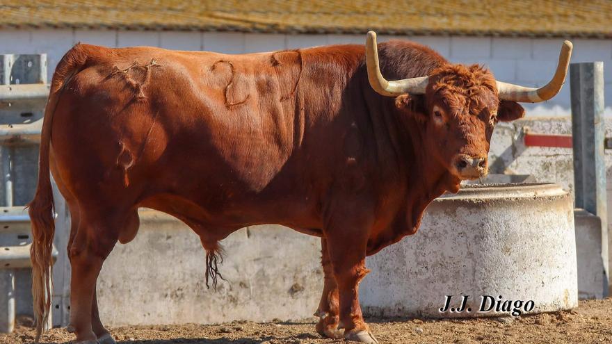 Estos son los 19 cerriles que exhibirá Almassora en las fiestas del Roser