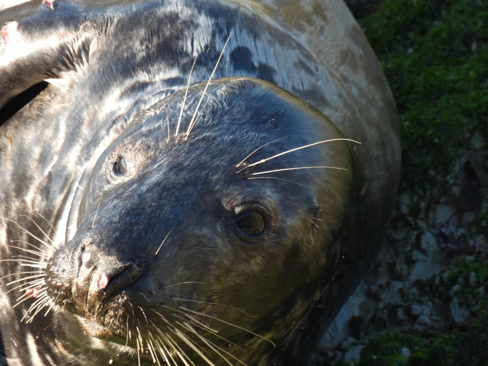 El baño de sol de una foca gris en el pedrero gijonés del Rinconín