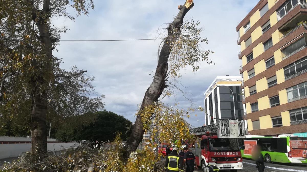 Los bomberos retiran un árbol de gran dimensión junto a la Diputación por riesgo de caída